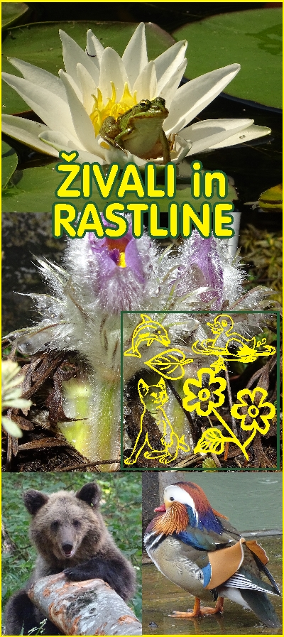�IVALI in RASTLINE